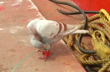 Suspected spy pigeon with devices fitted on leg caught off Odisha coast